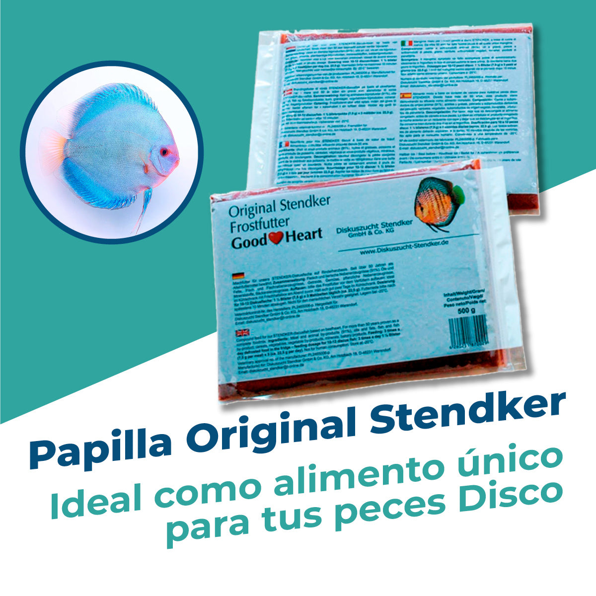 Papilla Stendker Classic